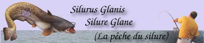 Silurus Glanis